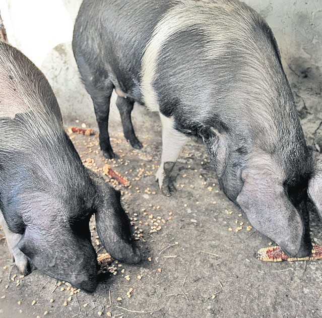 Anul acesta, porcul de Crăciun vorbeşte poloneza