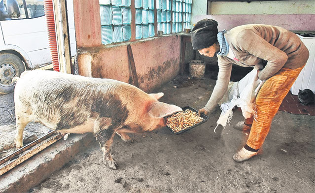 Anul acesta, porcul de Crăciun vorbeşte poloneza