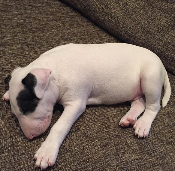 Alex Velea l-a fericit pe Dominic! I-a luat un cățel adorabil